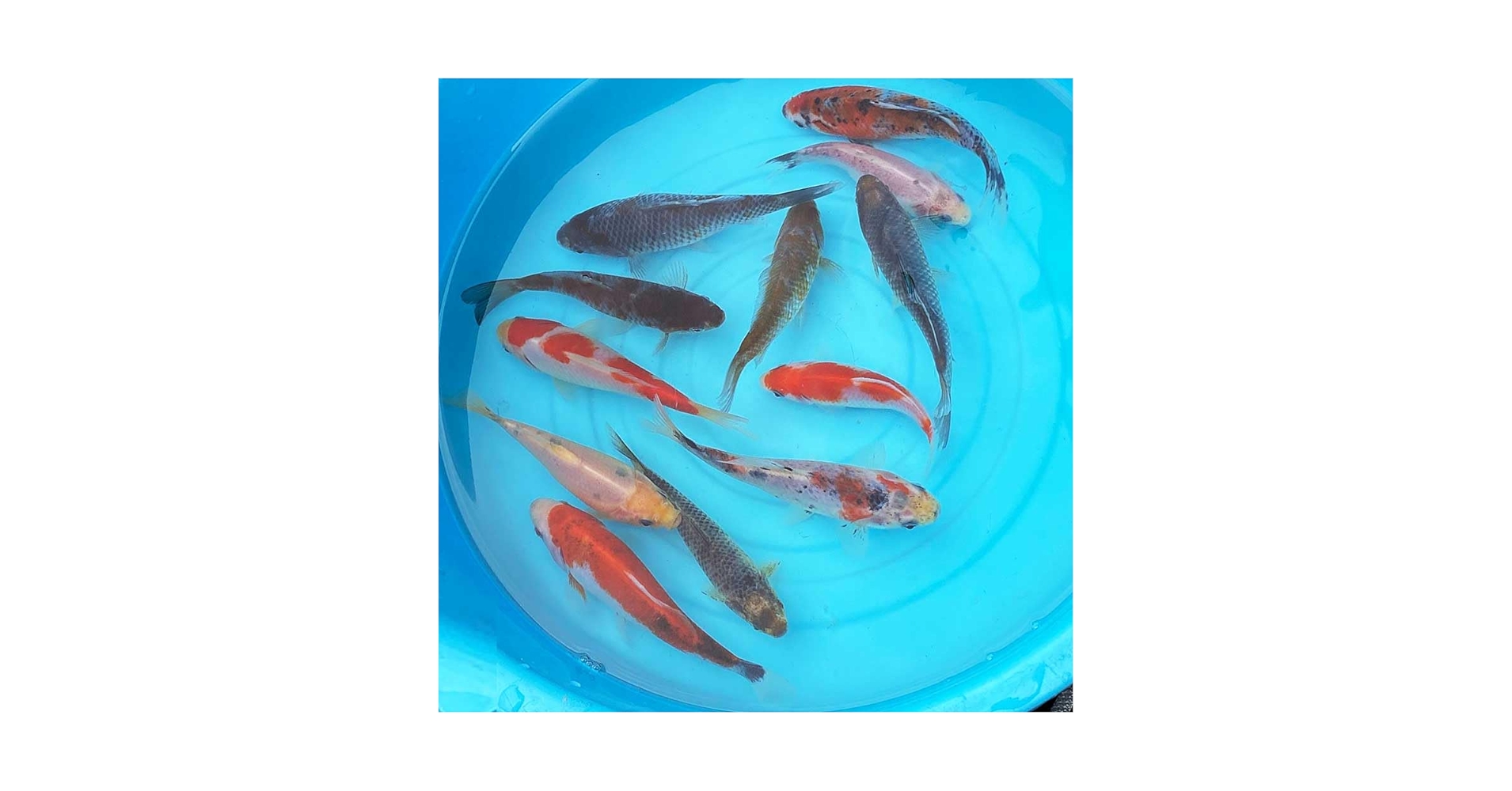 Amazon | 【生体】金魚 鮒金（1匹）フナ金 更紗 約6cm～10cm前後