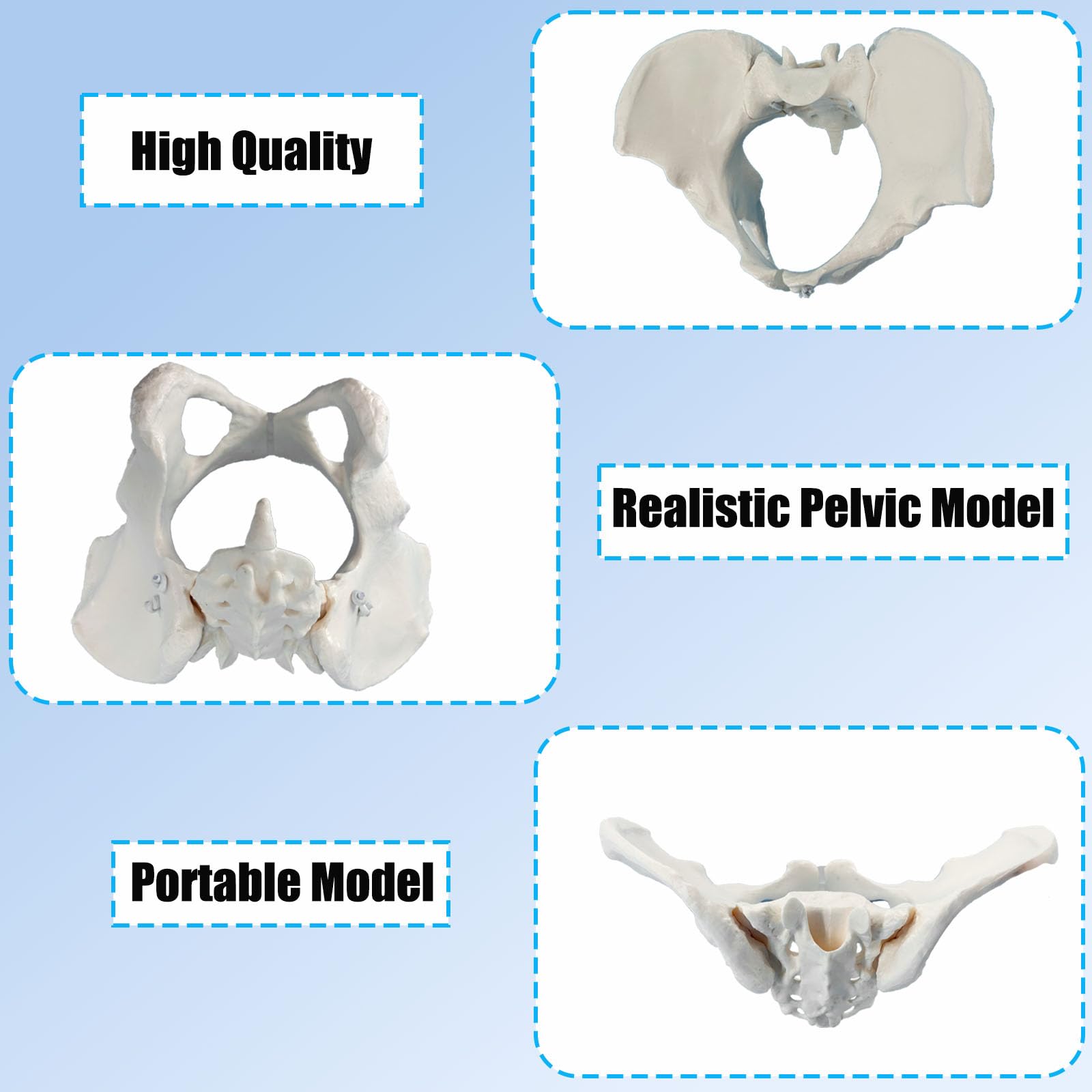 Pelvic Floor Model, Scientific Anatomy Model, Colored Female