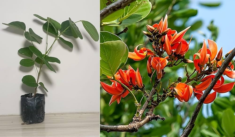 See full amazon price history chart for Natural F1 Palash Flower Live Plant (Thai Vairety Healthy Rare Plant With Pot) Red Color Pack of 1 Natural F1 Palash Flower Live Plant (Thai Vairety Healthy Rare Plant With Pot) Red Color Pack of 1 (B0D17H4NPC) Amazon Price History, Amazon Price Tracker