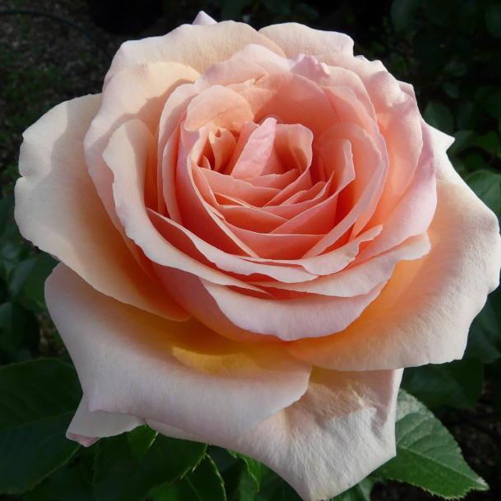 Yougarden Pink Harkness Roses Paul's Rose, Established Plant In 4L Pot, Ready To Plant