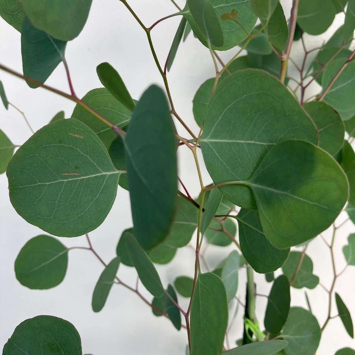 ユーカリ 中型 常緑樹 楽天市場】ユーカリ 常緑樹（植木｜ガーデニング・農業）：花