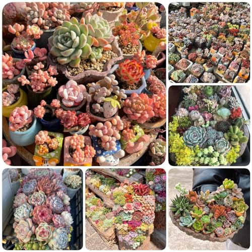 Generic 500 Stück Sukkulenten Kakteen Pflanzen Samen