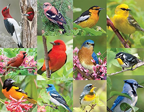 Springbok Alzheimer & Dementia Jigsaw Puzzles - Birds of a Feather - 36 Piece Jigsaw Puzzle - Large 18 Inches by 23.5 Inches Puzzle - Made in USA - Extra Large Easy Grip Pieces