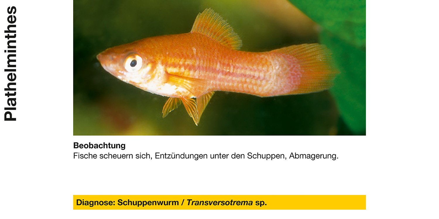Sera 02260 Mycopur Arzneimittel für Zierfische gegen Verpilzungen Mykosen