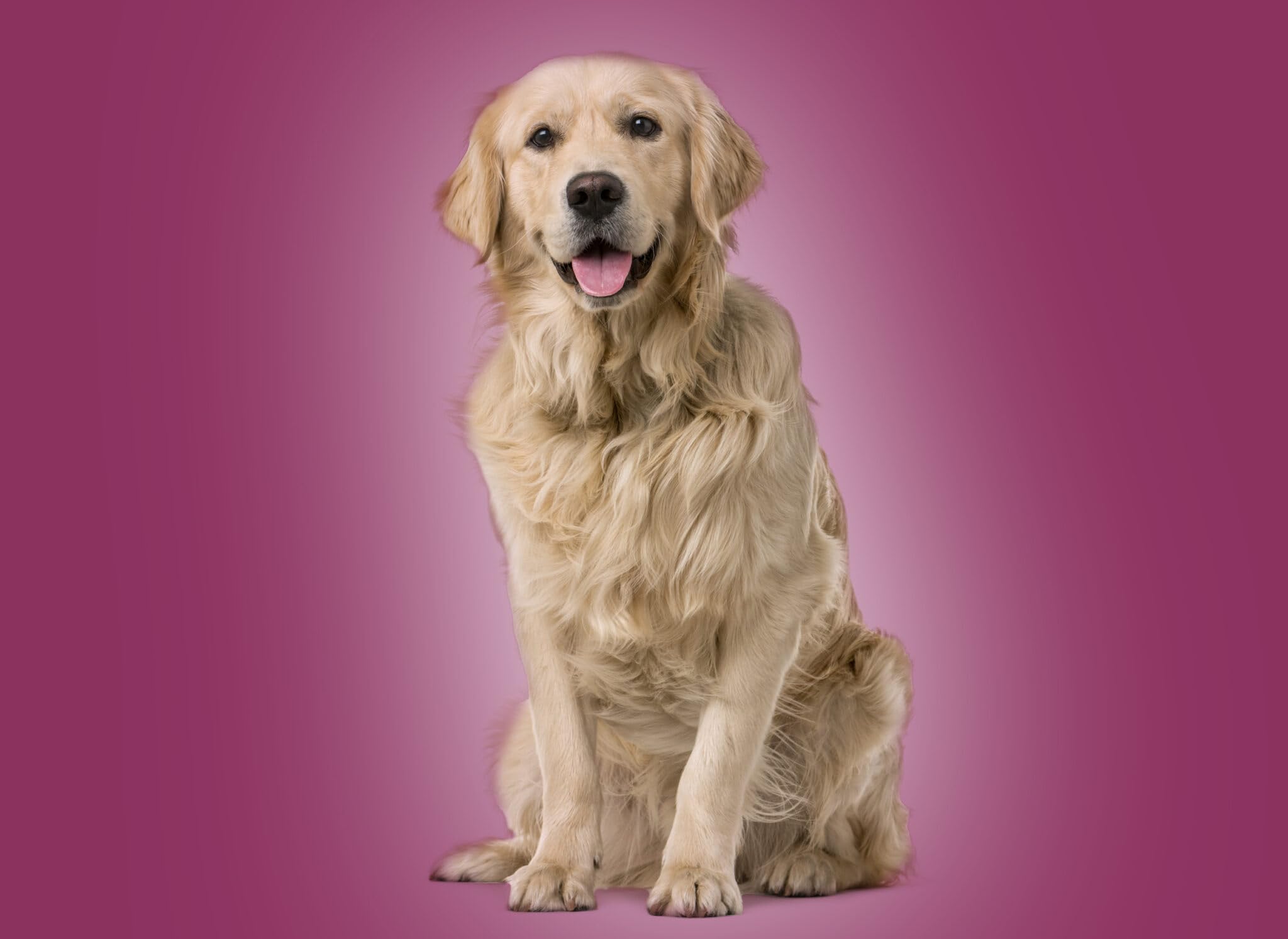 Dr John Croquettes pour Chiens Nourriture Sèche 12,5 kg Canard Et Saumon Hypoallergénique pour Chiens Adultes De Toutes Les Races Hypoallergenic