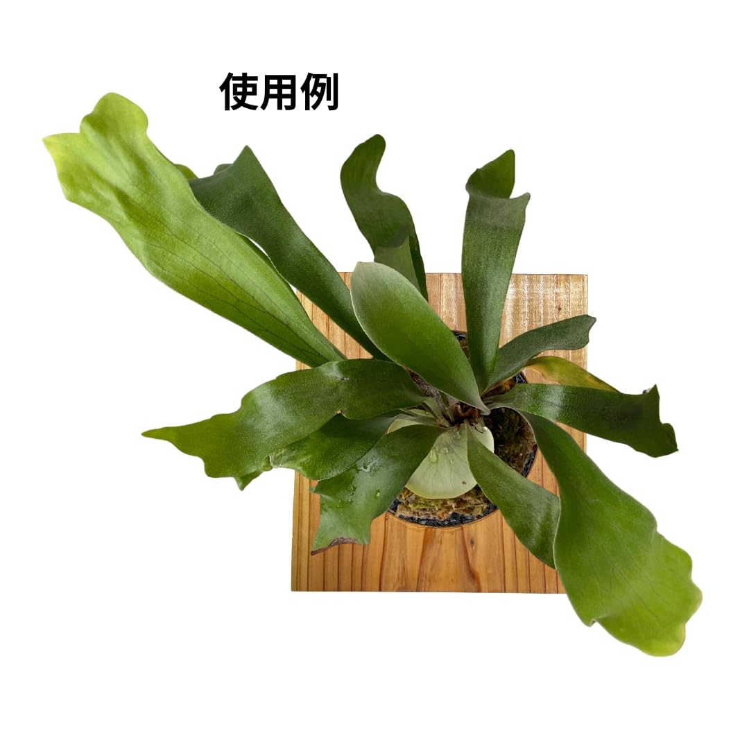 Amazon｜観葉植物着生用プレート シンプル形状 メッシュ構造 通気性