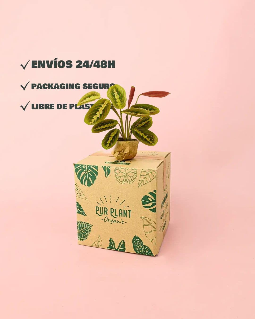 PUR PLANT Maranta Leuconeura Tricolor | Planta Natural De Interior Pet Friendly y Purificadora | Hojas Verdes Con Nervaduras Rosas y Reverso Rosado | Tropical, Elegante y Viva | Maceta De Ø8,5 cm — view 7