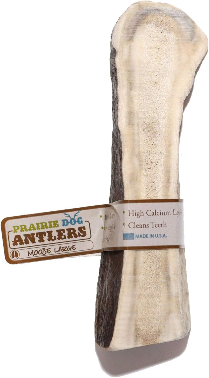 Prairie Dog Antlers | North American Split Moose Antler | MEDIUM | Naturally Shed | Hand Harvested | Nutrient Rich | 6-7.5 inches long