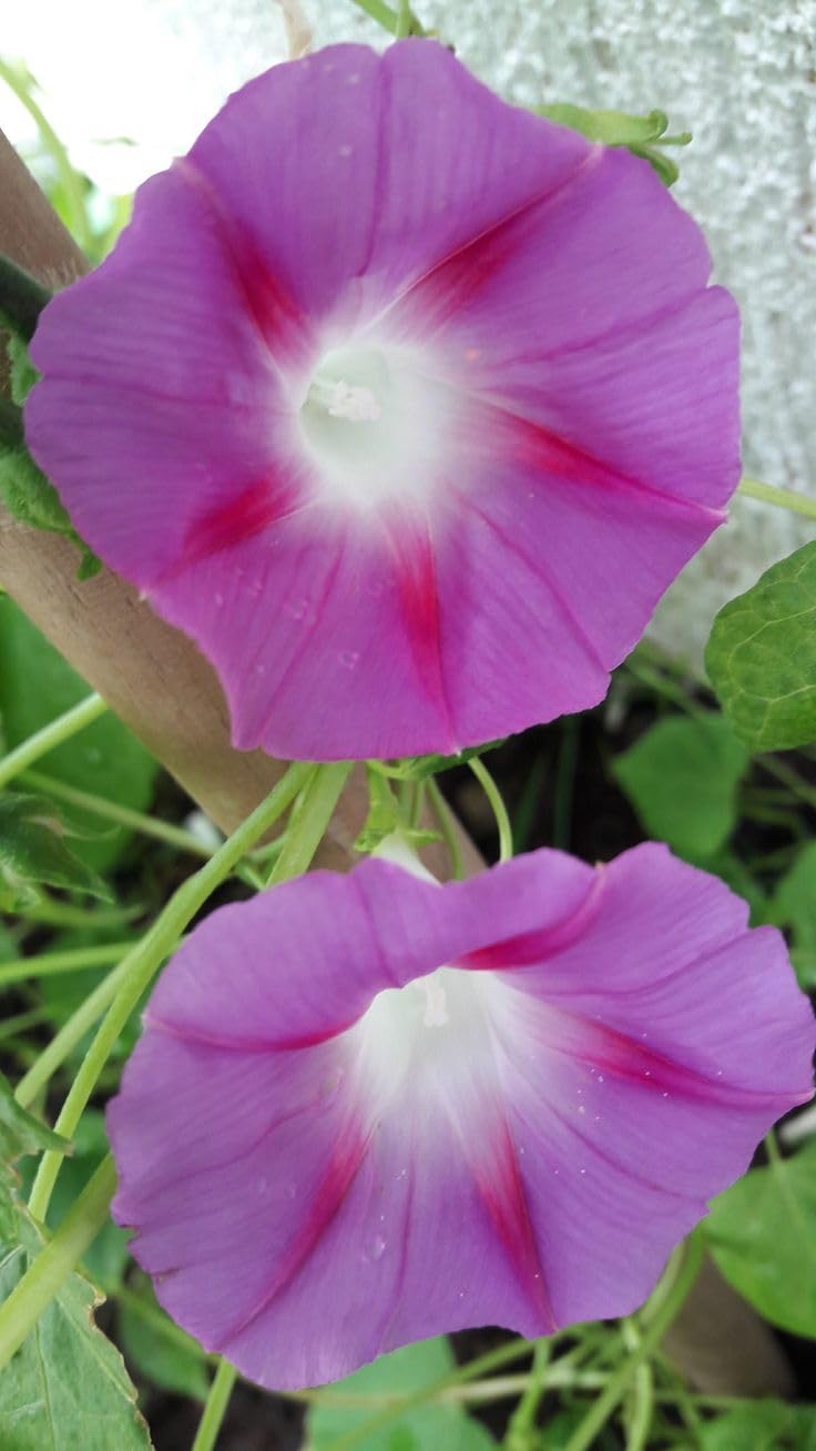 Garden® Imported Morning Glory Flower Seeds For Gardening | Pack Of 50 to 60 Seeds (Double Pink)