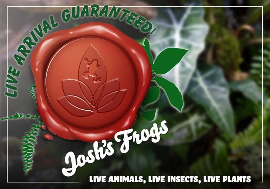 spicygem x 鶴仙園 plants stool 鶴仙園 × spicy gem × F-LAGSTUF-Fによるトリプル