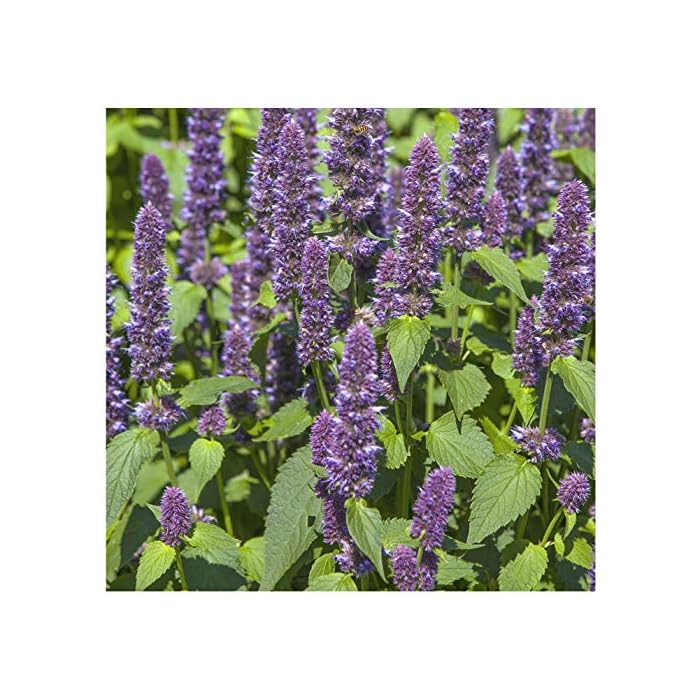 Buy Earthcare Seeds Anise Hyssop 3000 Seeds (Agastache foeniculum) Non