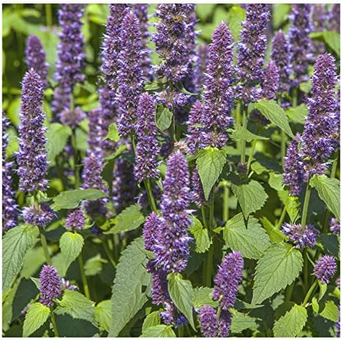 Earthcare Seeds Anise Hyssop 600 Seeds (Agastache foeniculum) Non GMO – Open Pollinated - Heirloom – Perennial