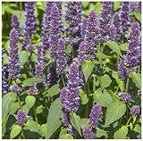 Earthcare Seeds Anise Hyssop 600 Seeds (Agastache foeniculum) Non GMO – Open Pollinated - Heirloom –