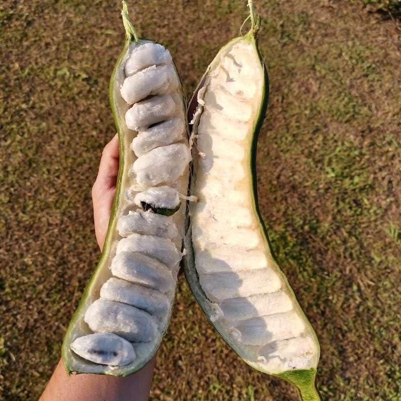 Jumbo Ice Cream Bean Tree
