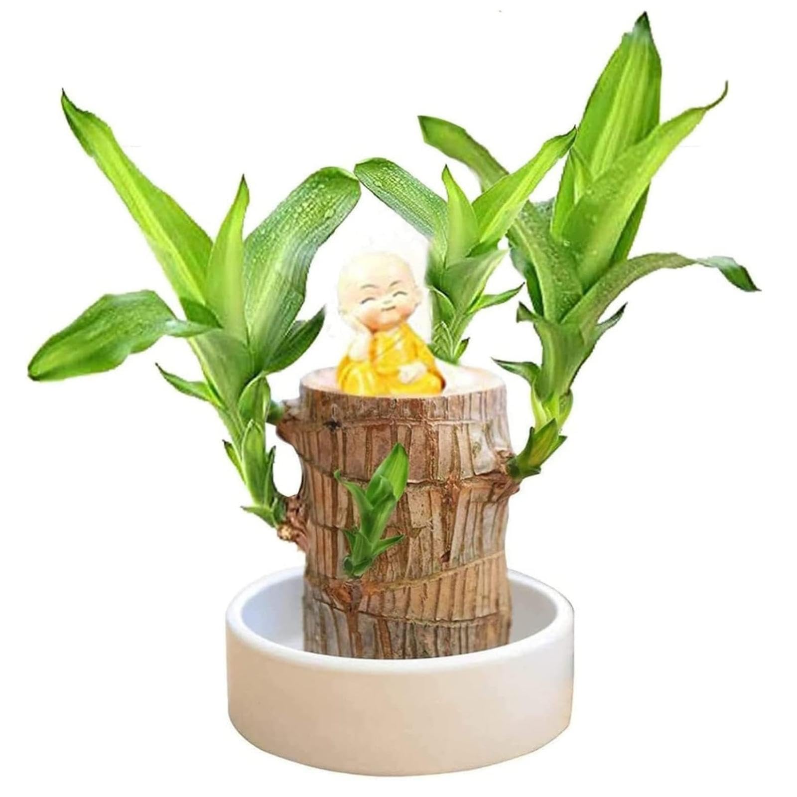 Mini madera de la suerte de Brasil, madera de bambú de la suerte con brotes mágicos, plantas de bambú de la suerte de interior para purificar el aire interior (1 pcs)
