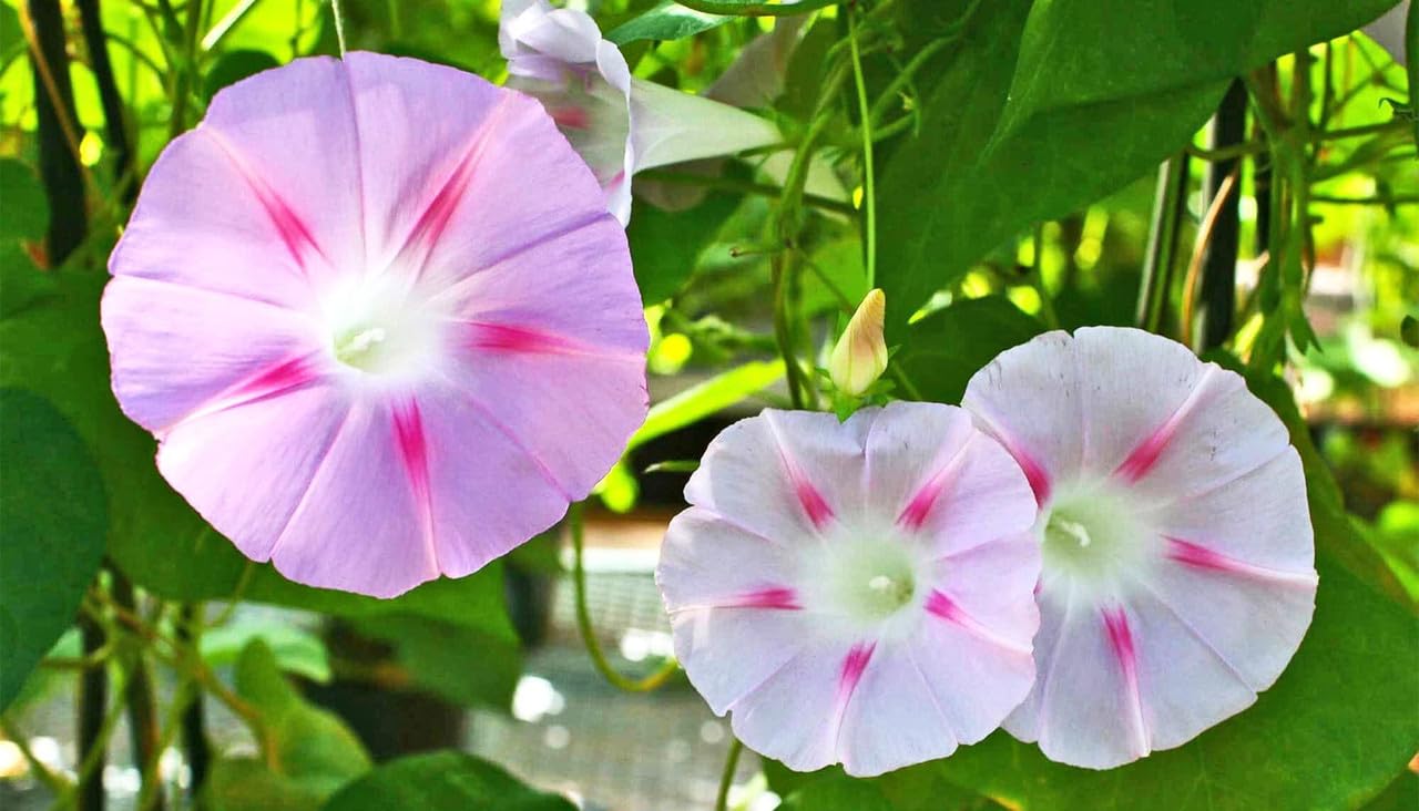 Indian Morning glory live plant with pot Pack of 1 (B0CXPJ5QC9) Amazon Price History, Amazon Price Tracker