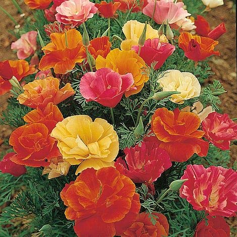 SHOP 360 GARDEN California Poppy Eschelozia Mixed Flower Seeds - Pack of 100 Seeds (B07PZY9QRG) Amazon Price History, Amazon Price Tracker