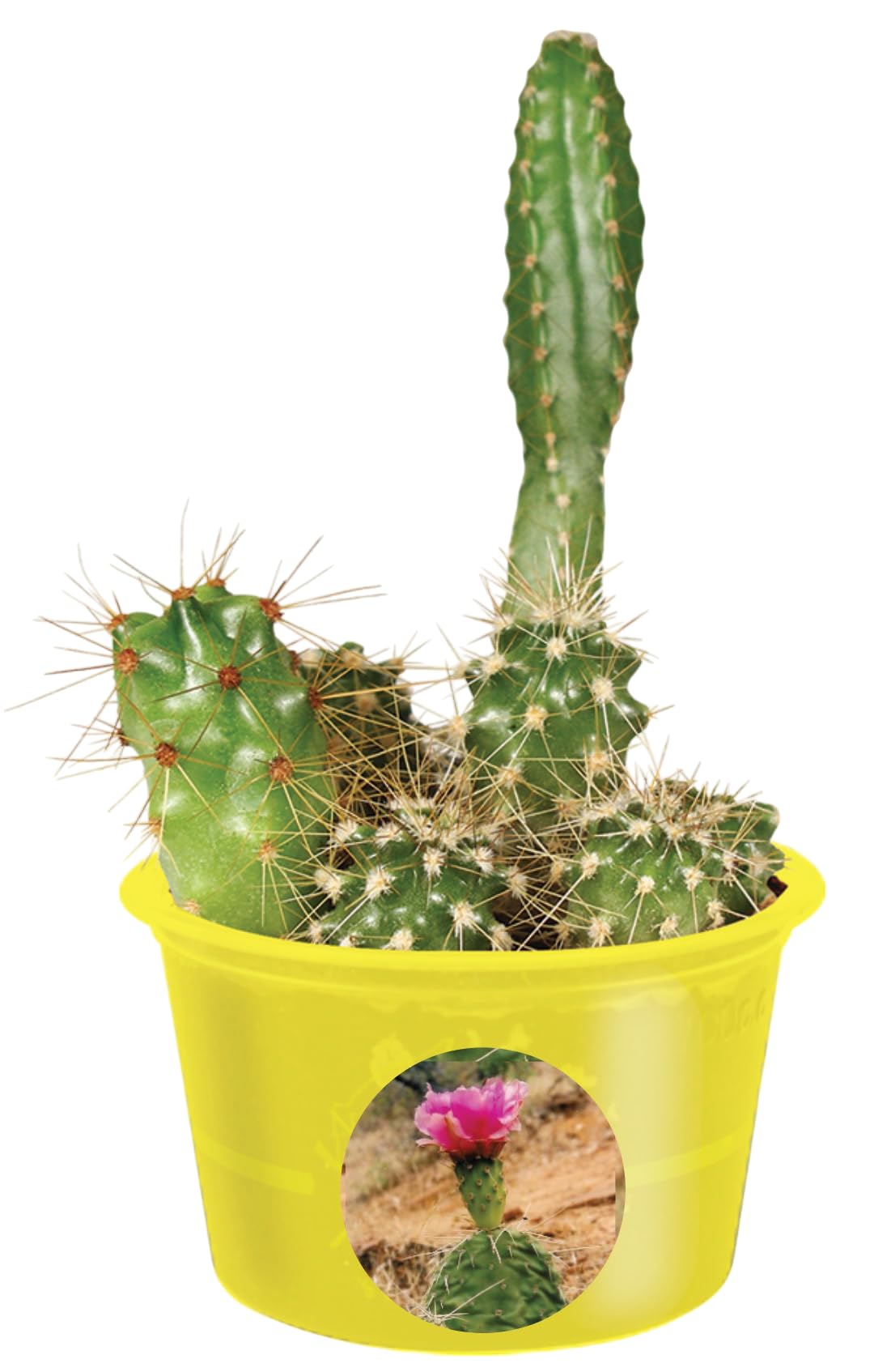 fungicide plant Lost Coast Plant Therapy 1 Gallon