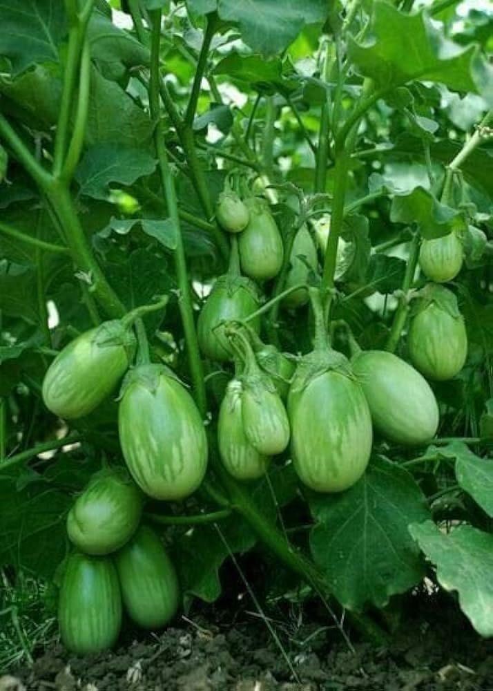 green brinjal seeds for home garden pack of 60 (B0CN6LY7LM) Amazon Price History, Amazon Price Tracker