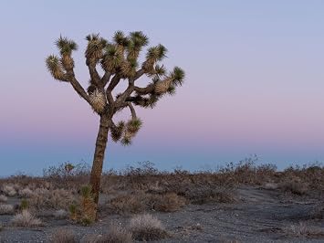 Yucca Brevifolia Joshua Tree Seeds, 10 Seeds Pack by Seeds2Go