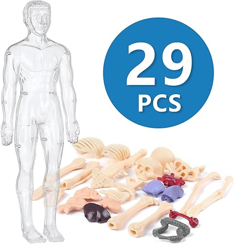 Miniatura 3 de Modelo del torso del cuerpo humano 3D para el esqueleto del modelo de la anatomía del niño