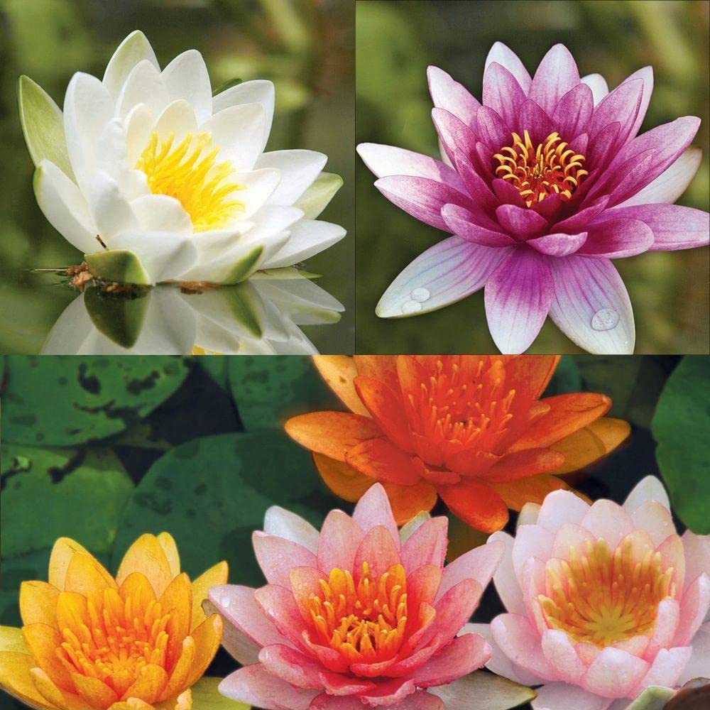 ATVADA Rare Lotus Flower 20 Seeds Planting Pond Dwarf Mini Water Bowl Aquarium Indoor (B09WF1FF2Y) Amazon Price History, Amazon Price Tracker
