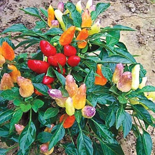 Sweet Pickle Sweet Pepper Plants (3 plants. ) Patio