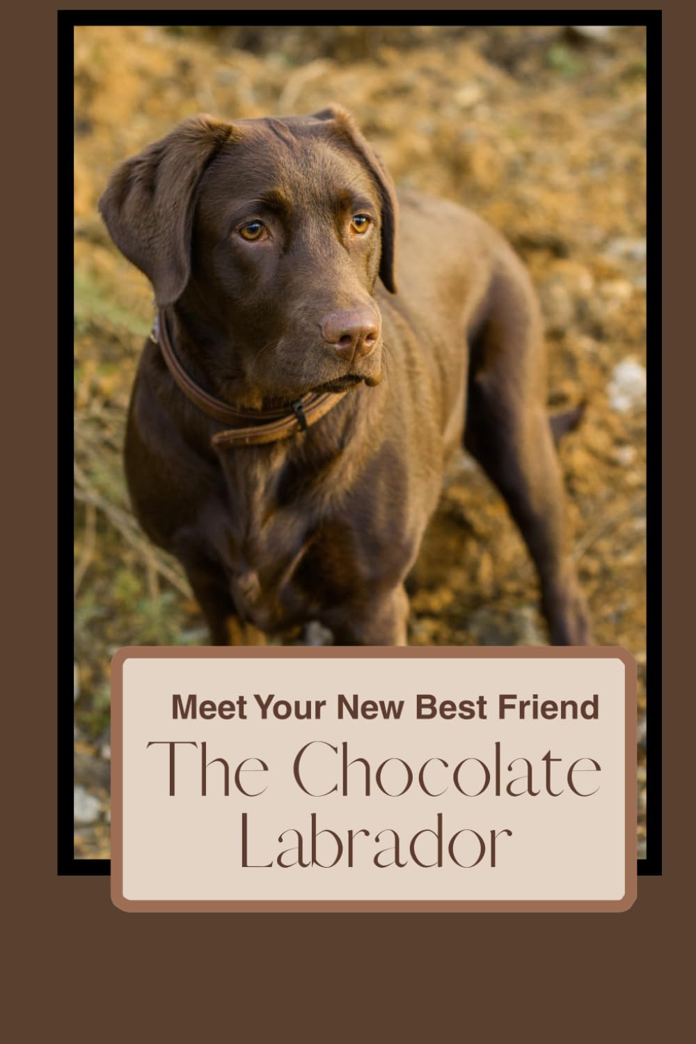 Meet your New Best Friend - The Chocolate Labrador: A Complete Guide to Raising, Training, and Caring for Your Loyal Companion