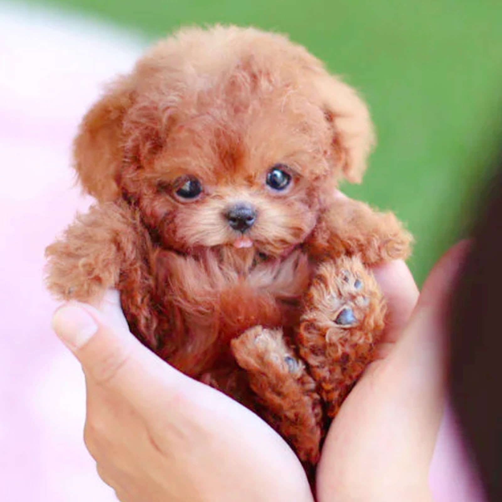 Générique Nouveau Chien Robot 2025 pour, Mon Chiot Robot réaliste Qui agit comme Un Vrai Chiot - Marche, aboie, remue la Queue,Un Chien Jouet Qui Marche et aboie