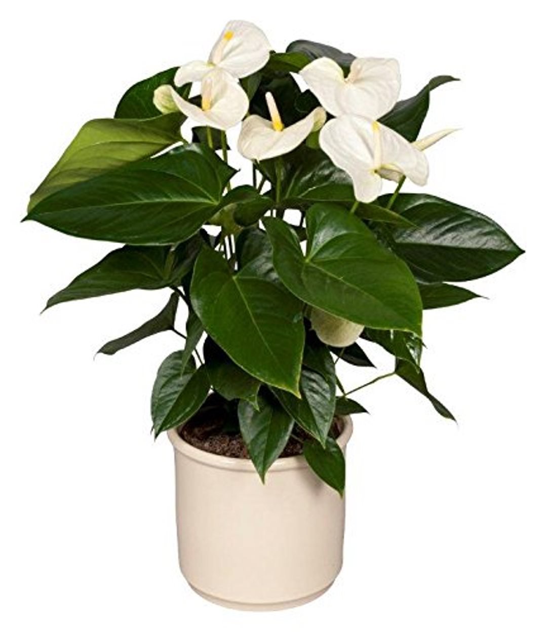 Anthurium Pflanze 100 Samen ganzjhrig Indoor Air Aufbereitungsanlage fr  Zuhause oder Bro-Mischfarben : Amazon.de: Garten