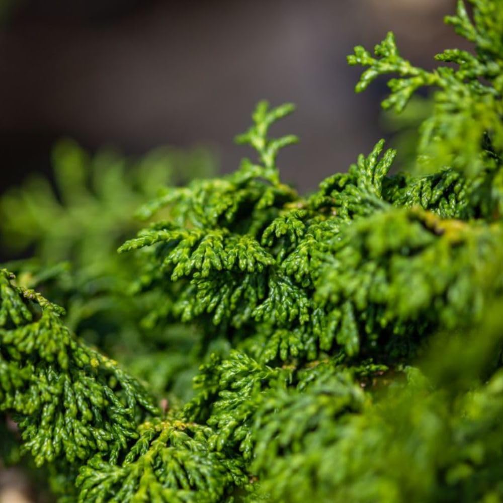 Chamaecyparis obtusa 'Maureen' - Compact Upright Hinoki Cypress - Ideal for Rock Gardens & Borders – 1x 2 Litre by Thompson & Morgan