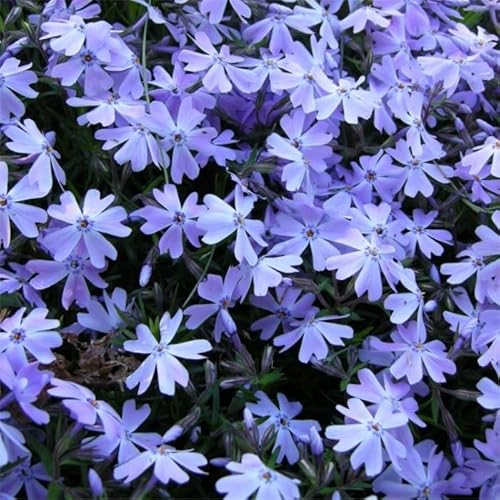 Phlox Emerald Cushion Blue, 6 Hardy Perennial Plug Plants