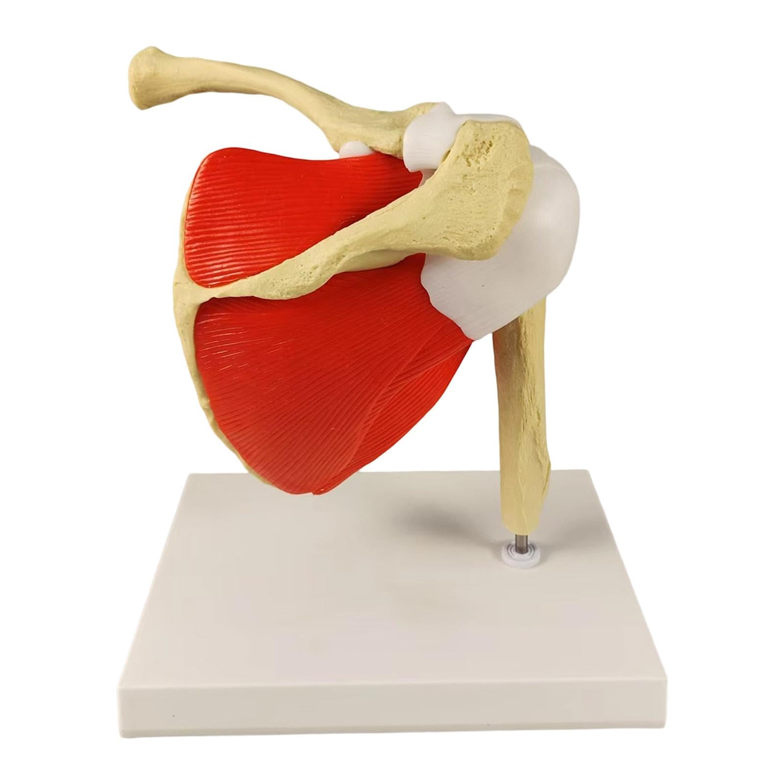 Modello Anatomico Spalla Per Lezioni | facile da maneggiare, realistico, per studenti