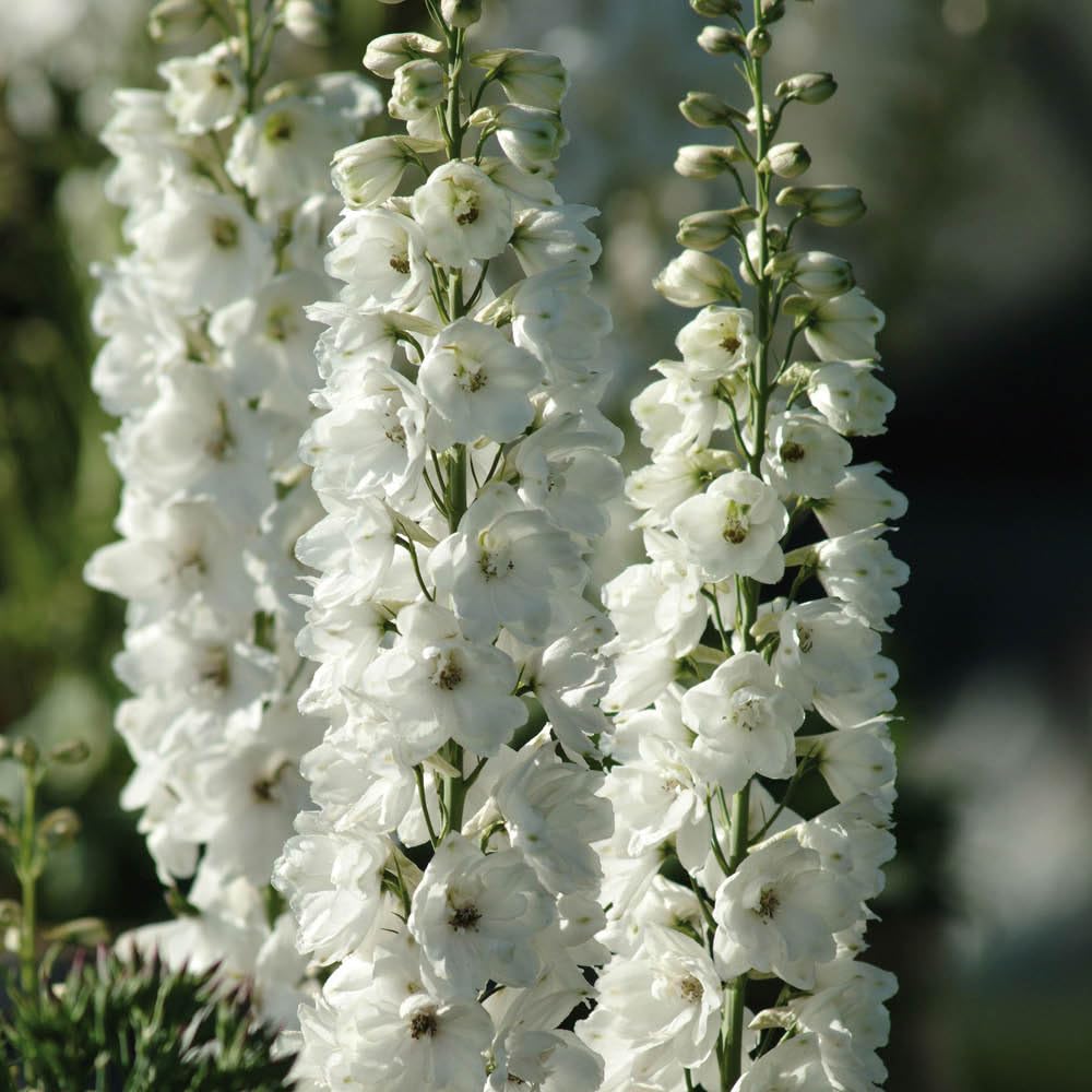 YouGarden Delphinium 'Guardian White', Hardy Perennial, Bright Flowers, Cut Flower, Ready To Plant, 3 Litre Pot