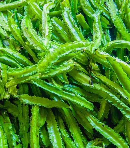 Winged Bean Seeds for Planting Organic Heirloom Non-GMO - 30 Seeds USA Premium Four Angled Princess Bean Seeds High-Yielding Vine for Tropical Gardens Containers & Unique Edible Pods