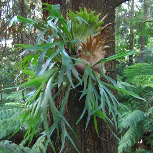 platycerium bifurcatum-picture-29