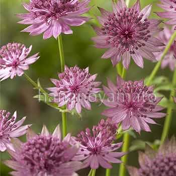 MICO　　花苗　アストランティア　ローマ　宿根草 楽天市場】アストランティア 'ローマ' : おぎはら植物園