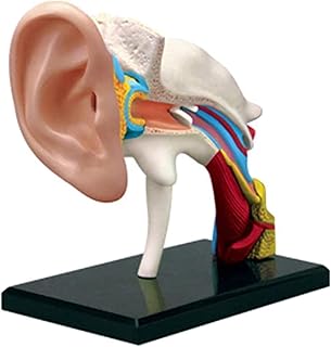 Study Model Educational Model Human Anatomy Assembly Model Biological Teaching Model Teaching Aid, Human Ear Model SaiFei