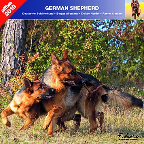 BERGER ALLEMAND 2019 - CALENDRIER AFFIXE (GERMAN SHEPHERD) BERGER ALLEMAND 2019 - CALENDRIER AFFIXE (GERMAN SHEPHERD)