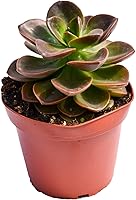 Vista 4 de Planta suculenta Echeveria viva - Suculenta Echeveria de 4 pulgadas con raíces completas (Echeveria Benitsukasa)