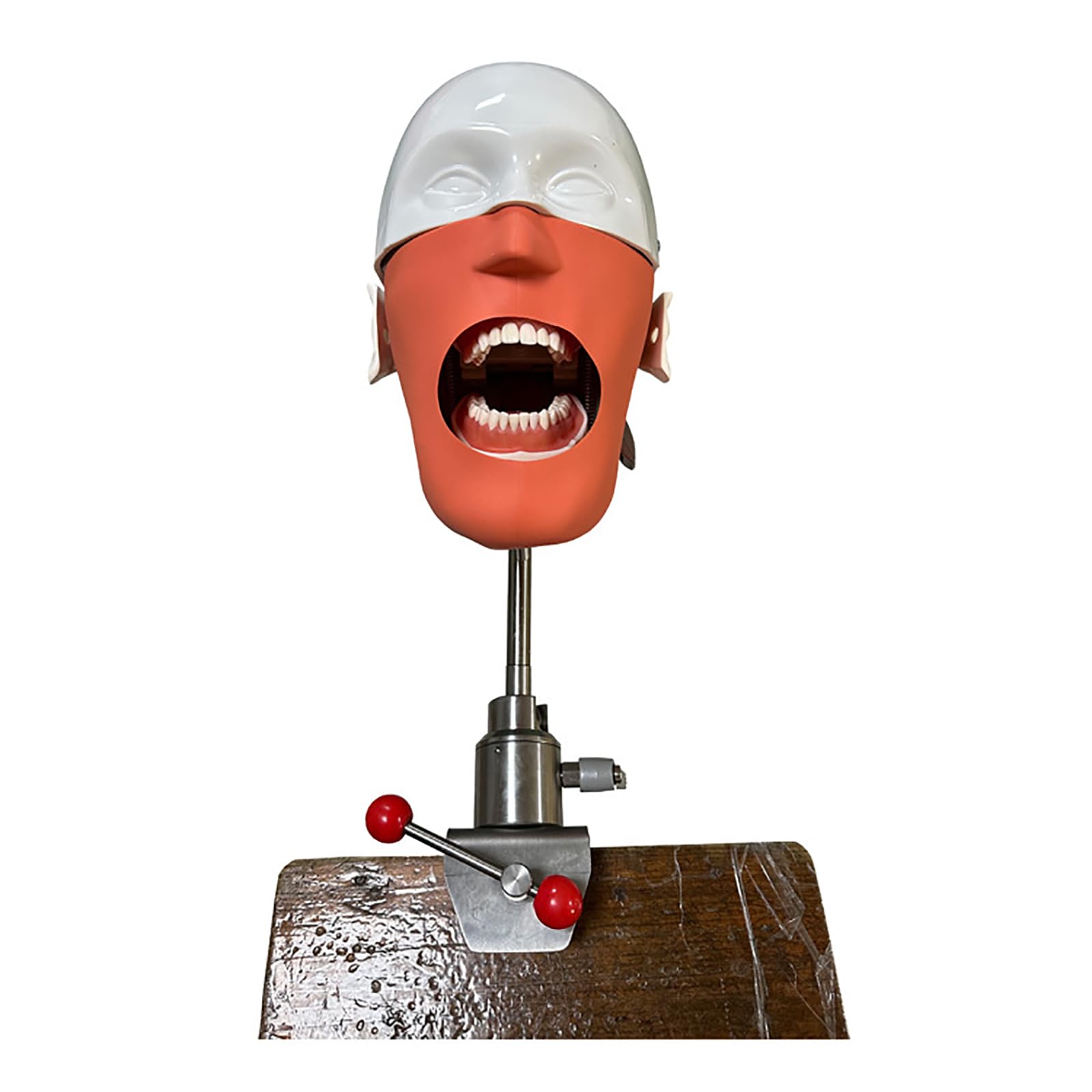 Dental Phantom Head Model, Dental Manikin Head Simulator Unit with Bench Mount, Safe and Odorless, for Dentists Dental Assistants