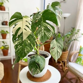 AAA」レア 1株のみ モンステラ ライトライム 斑入り Monstera
