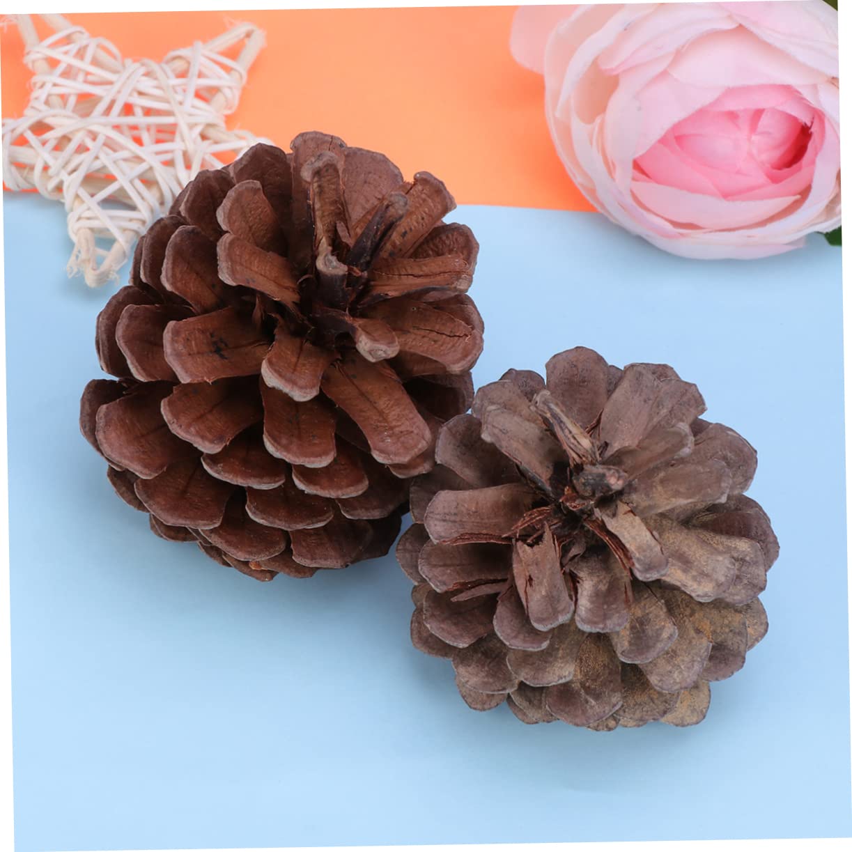 PartyKindom 50 Pezzi Confezione Da Pigne Naturali Per Decorazioni Natalizie Per Albero Di Natale Decorazioni Artigianali Casa Cucina Tavolo Vetrina Ornamenti