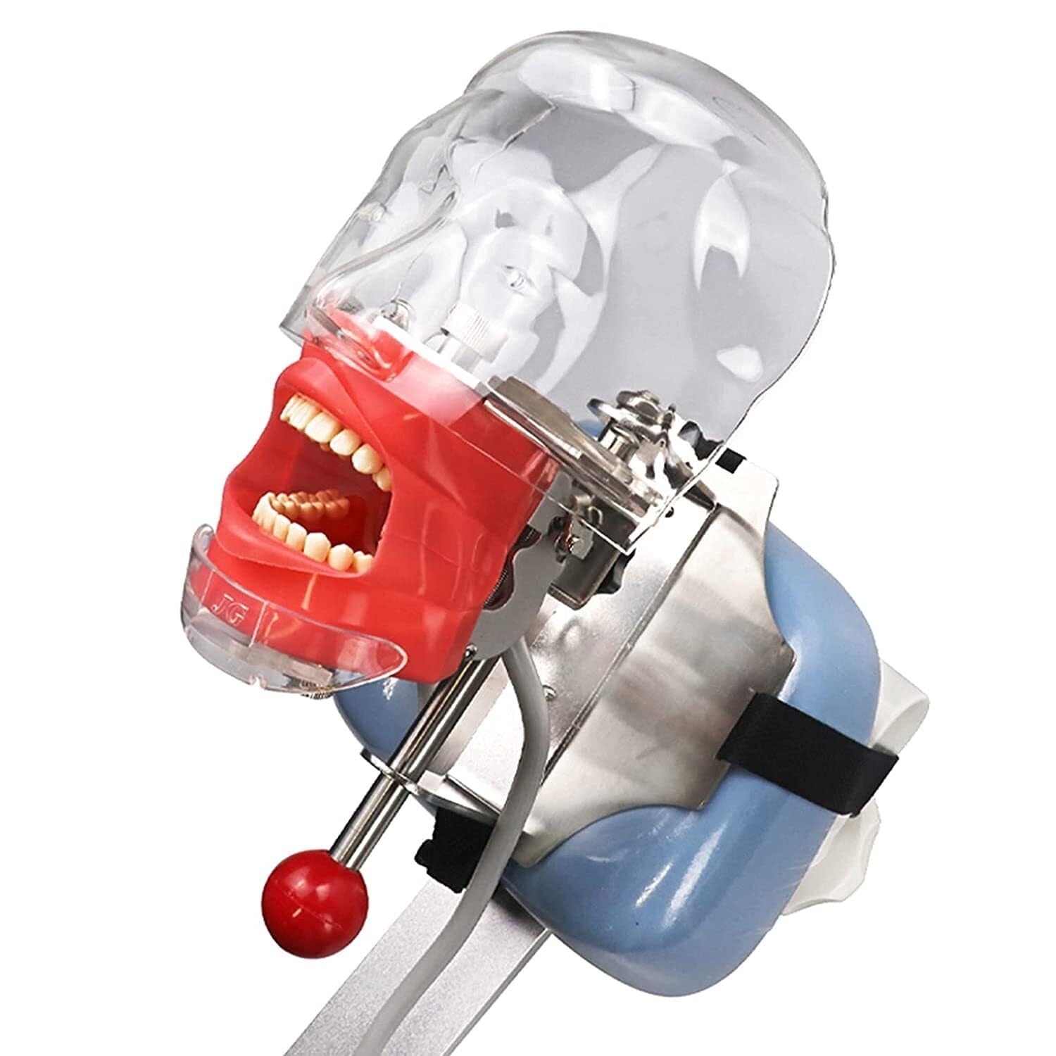 AMITD Maniquí dental con articulador y dientes extraíbles, modelo de entrenamiento para estudiantes dentales