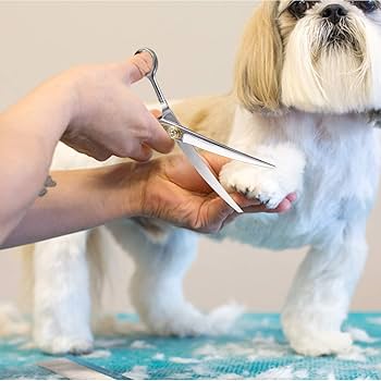Amazon.com: Dream Reach Professional Dog Grooming Straight