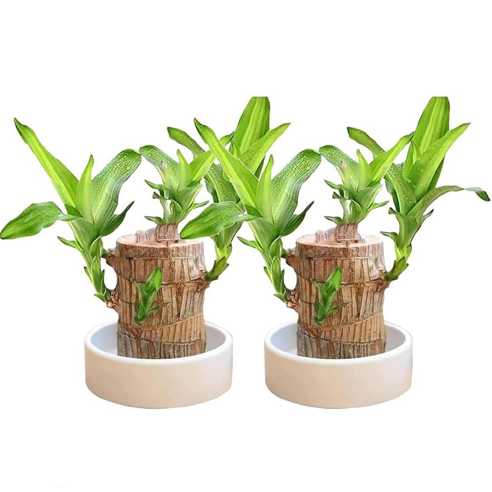 盆栽 brazil Amazon.com: joxipe Brazilian Wood Plant（2pcs） Brazil Lucky Wood