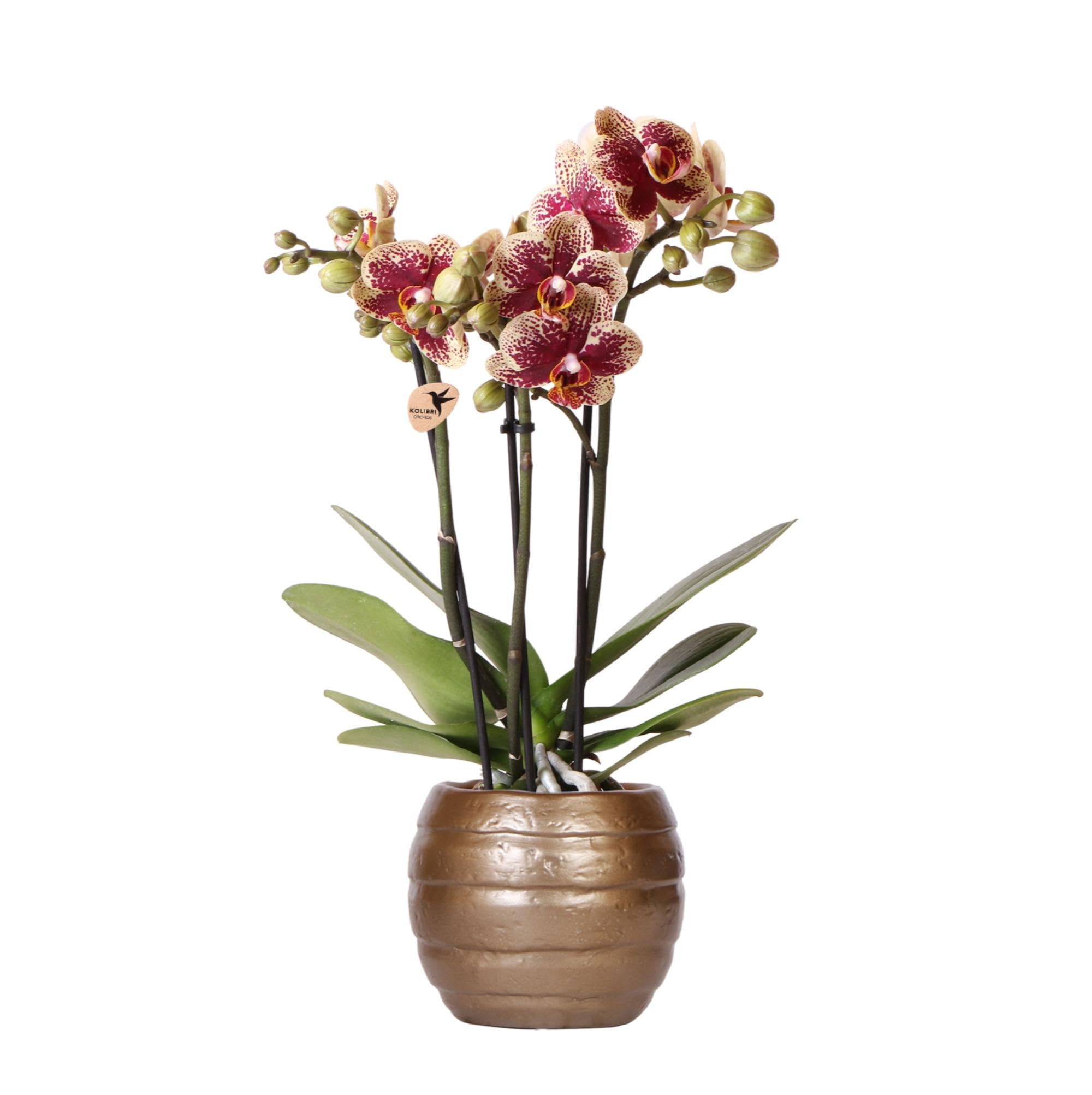 kolibri Orchidées, jaunes et rouges, en Espagne, taille du pot de 9 cm de diamètre, plante d'intérieur à fleurs, fraîche de l'éleveur