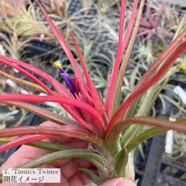 チランジア ティムズロイヤルトレジャー Tillandsia 'Timm's Royal Treasure' #spanishmoss #ionantha