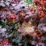 Purple Smoke Bush Plant, 4" Pot - 6-12 Inch Tall, Vigorous Growth Habit with Vibrant Red Autumn Leaves, Live Tree for Modern Landscapes