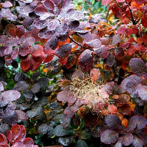 Purple Smoke Bush Plant, 4" Pot - 6-12 Inch Tall, Vigorous Growth Habit with Vibrant Red Autumn Leaves, Live Tree for Modern Landscapes